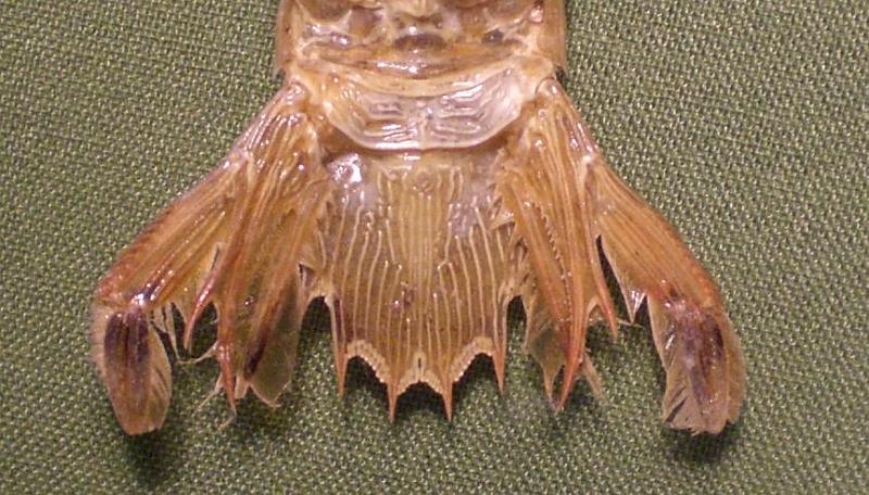 carinosquilla carinata T.F.C. AS6 and telson posterior view.JPG